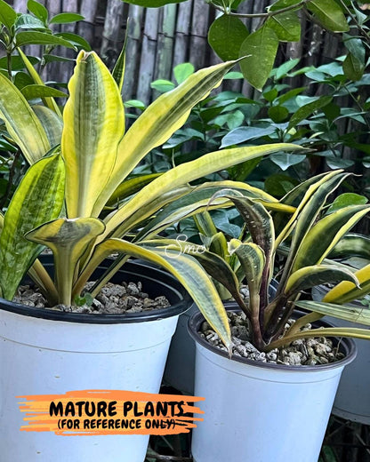 Sansevieria Sudwala orange clone (Su4) (13) | Rare