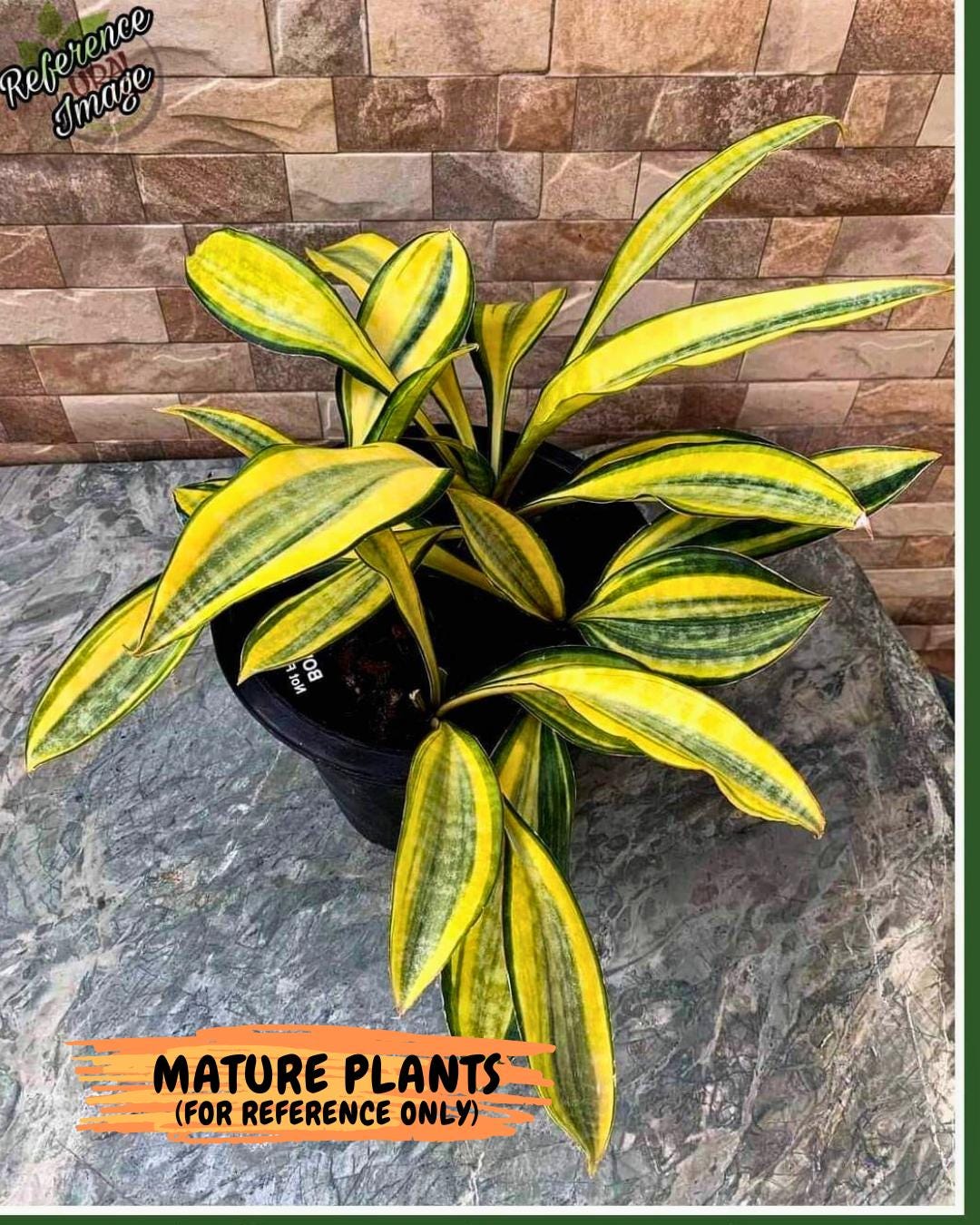 Sansevieria Sudwala orange clone (Su4) (13) | Rare