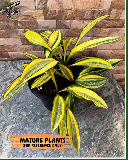 Sansevieria Sudwala orange clone (Su4) (13) | Rare