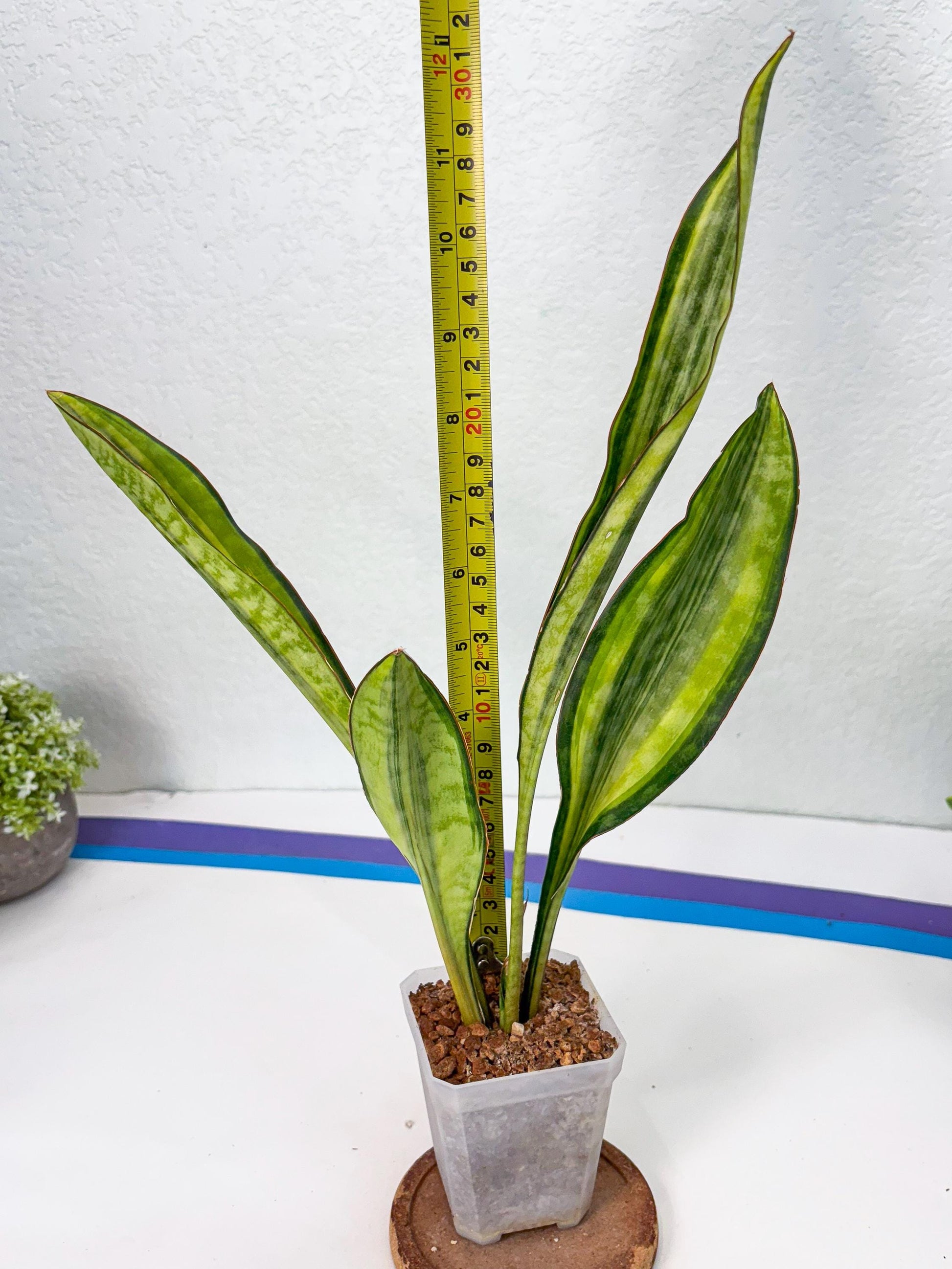 Sansevieria Sudwala orange clone (Su4) (13) | Rare