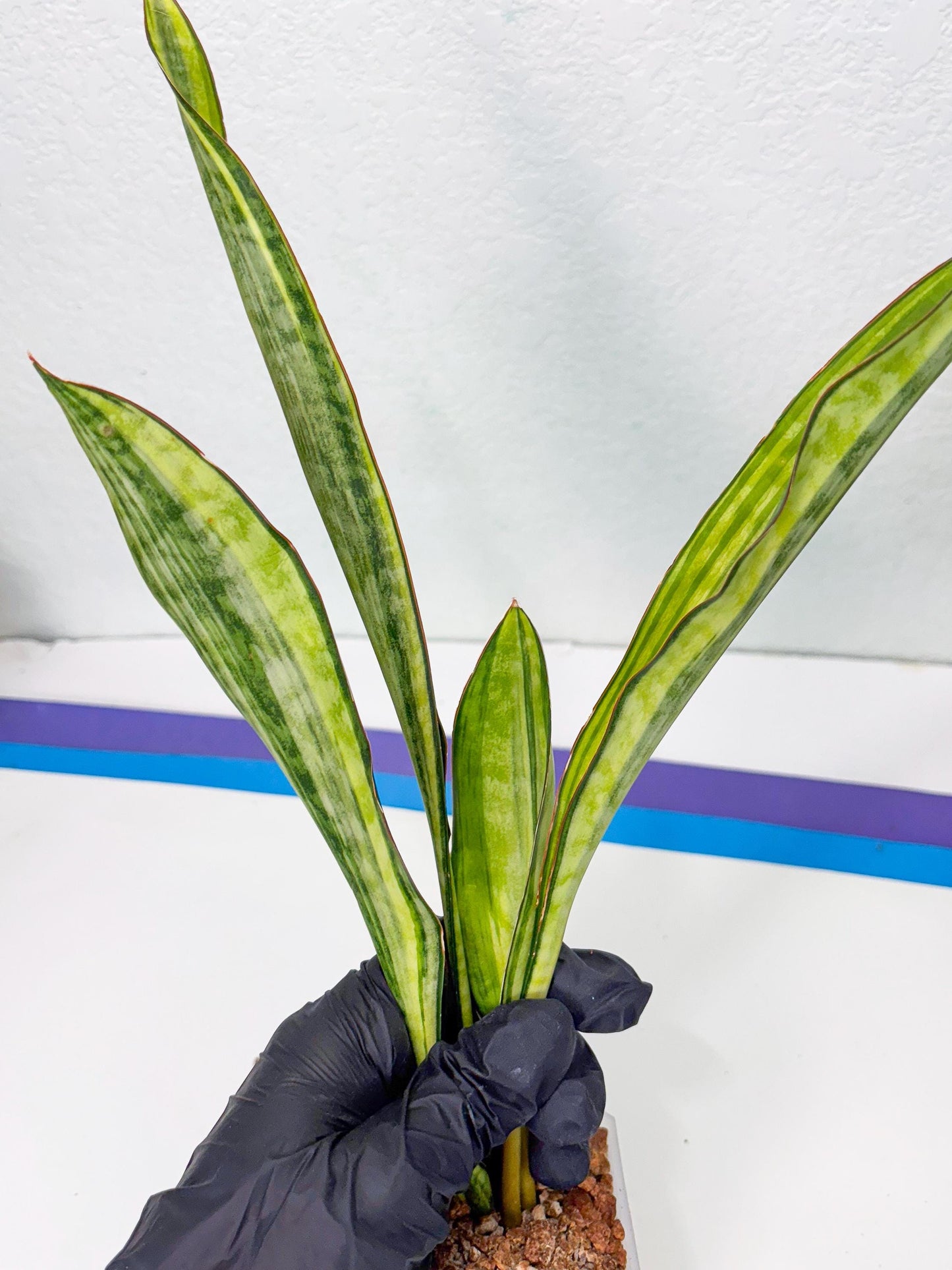 Sansevieria Sudwala orange clone (Su4) (13) | Rare