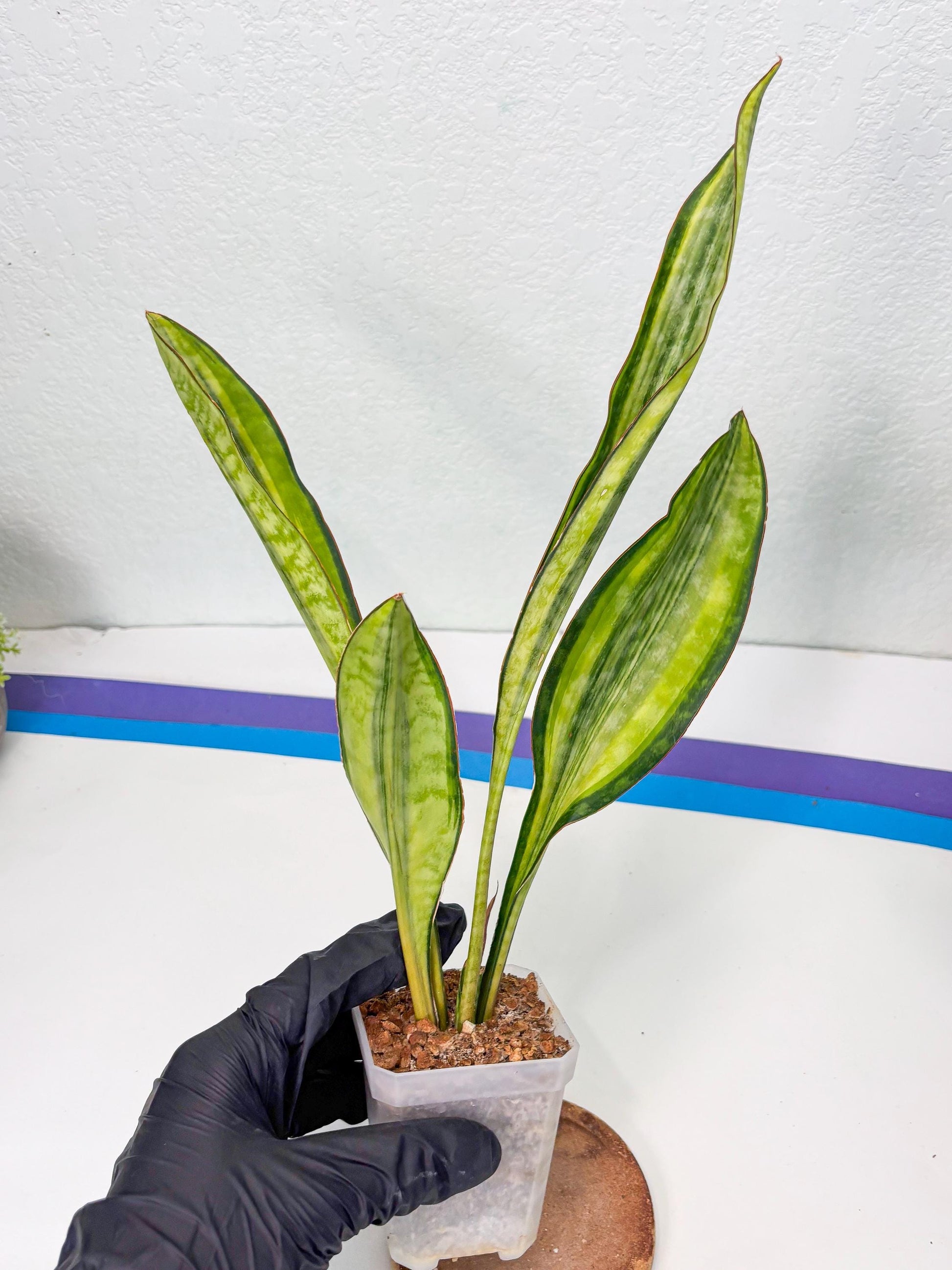 Sansevieria Sudwala orange clone (Su4) (13) | Rare