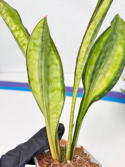 Sansevieria Sudwala orange clone (Su4) (13) | Rare