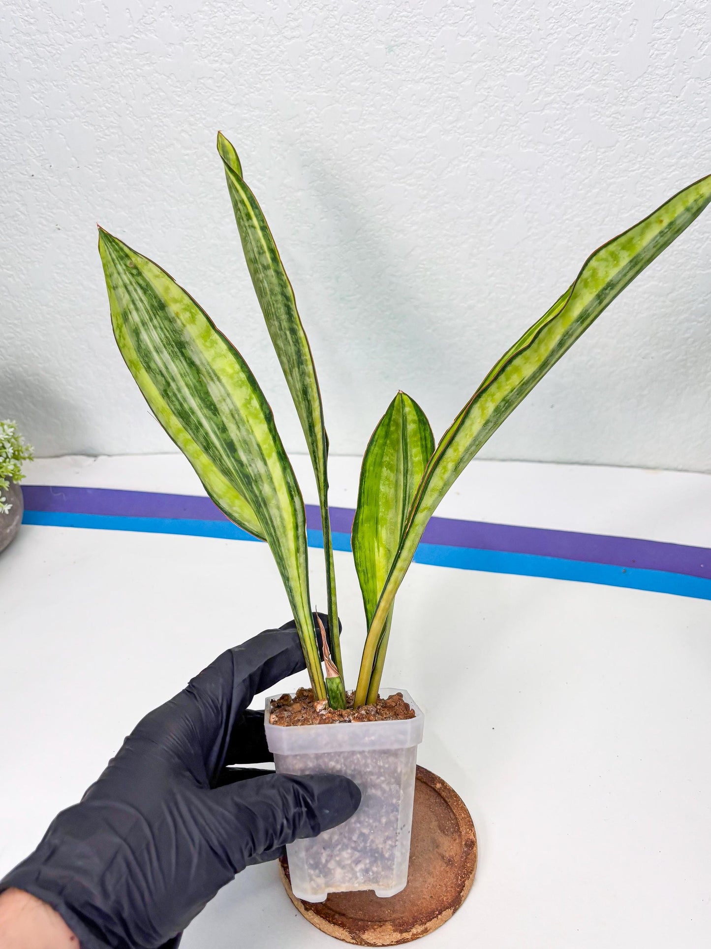 Sansevieria Sudwala orange clone (Su4) (13) | Rare
