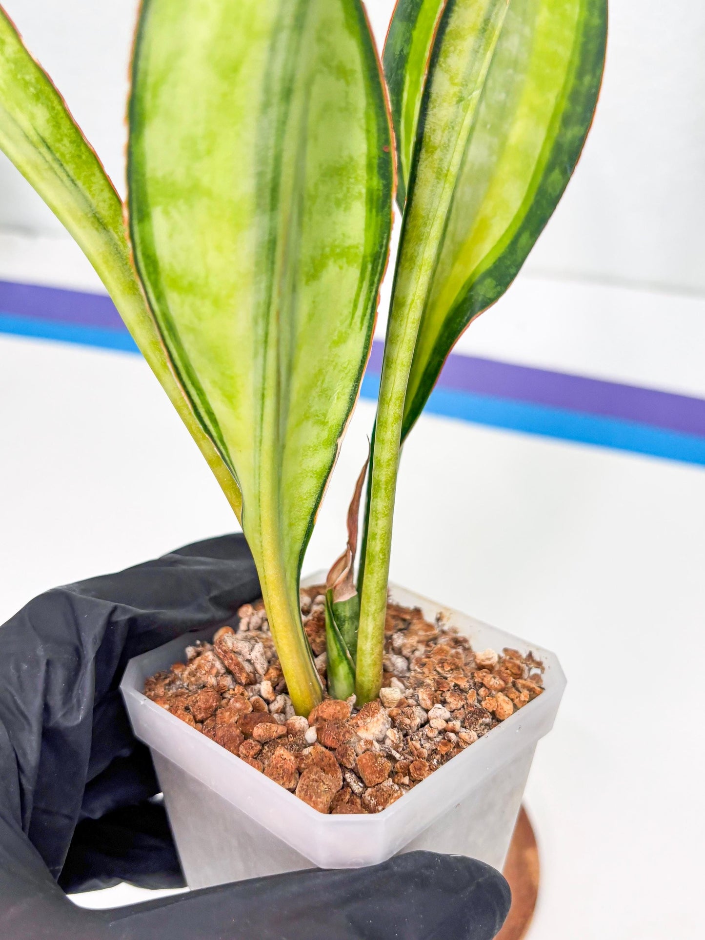 Sansevieria Sudwala orange clone (Su4) (13) | Rare