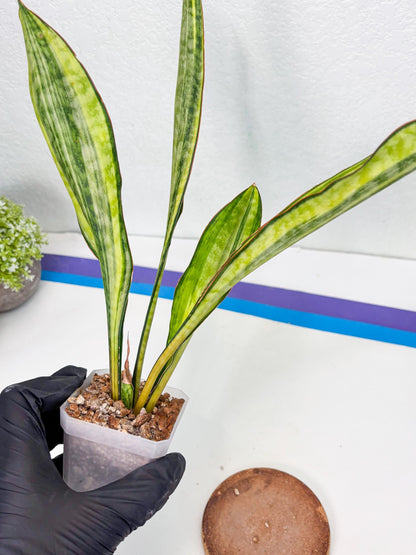 Sansevieria Sudwala orange clone (Su4) (13) | Rare