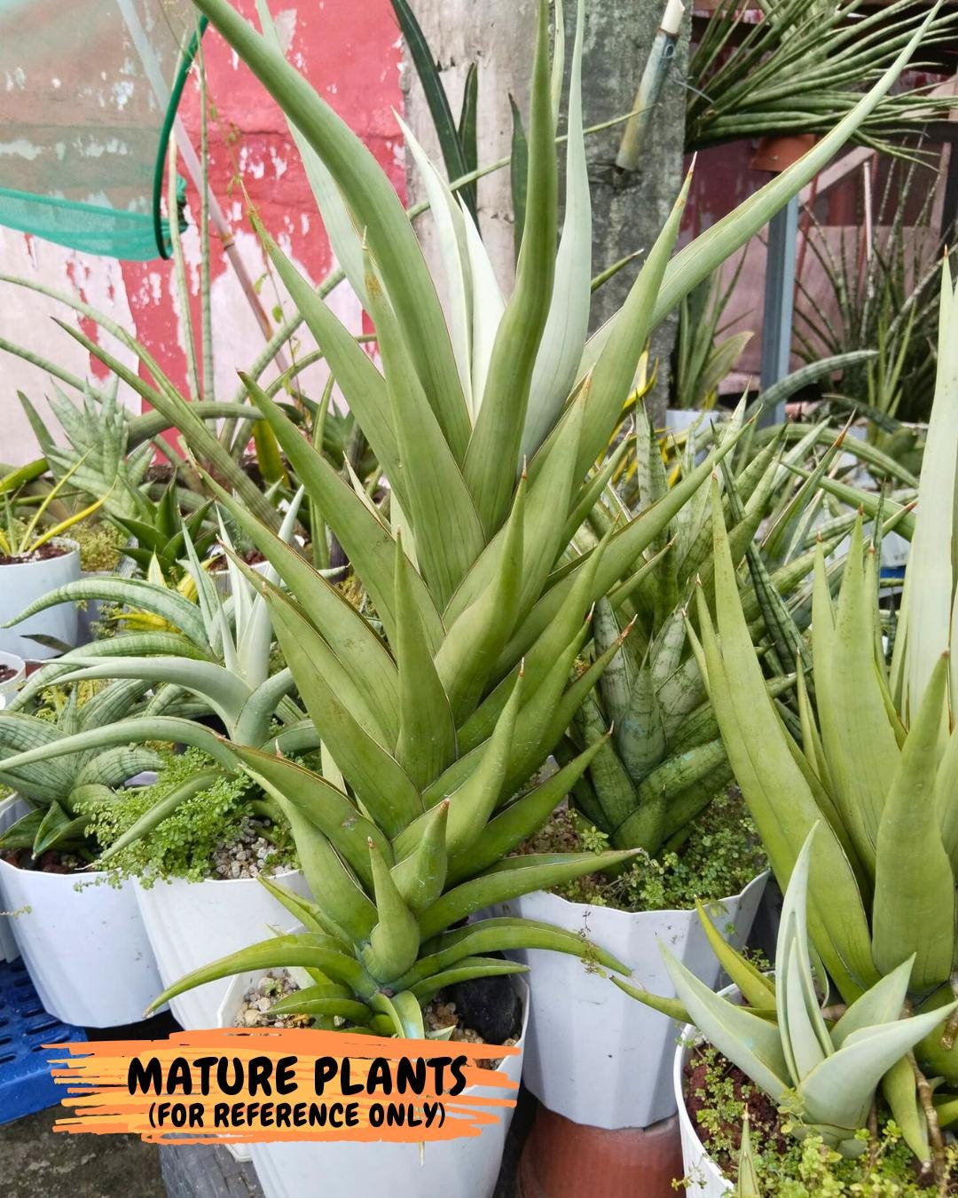 Sansevieria Baibid (Y) | Imported Sansevieria