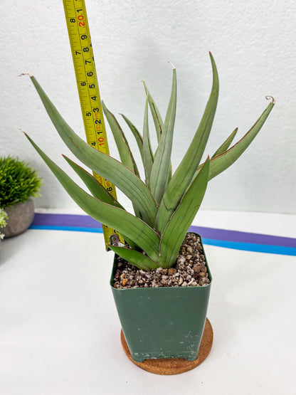 Sansevieria Baibid (Y) | Imported Sansevieria