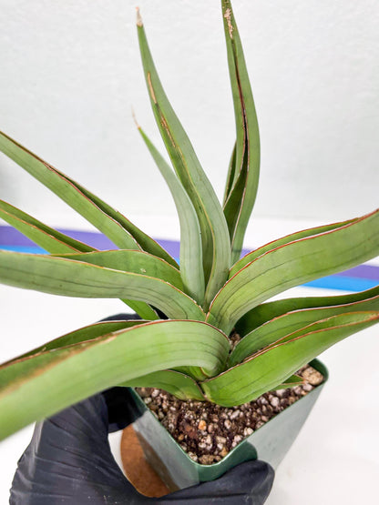 Sansevieria Baibid (Y) | Imported Sansevieria