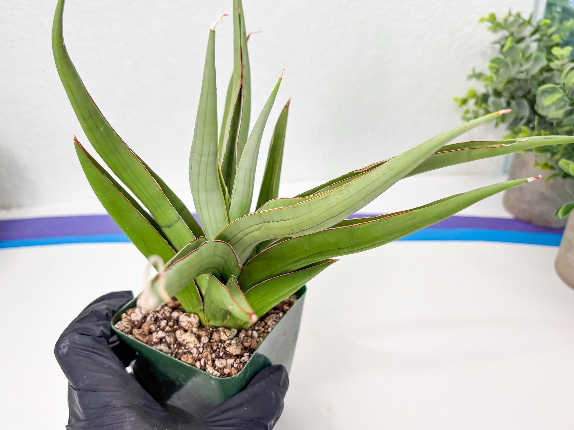 Sansevieria Baibid (Y) | Imported Sansevieria