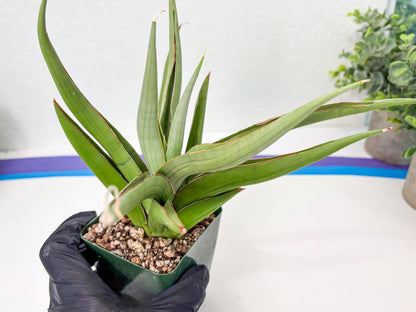 Sansevieria Baibid (Y) | Imported Sansevieria