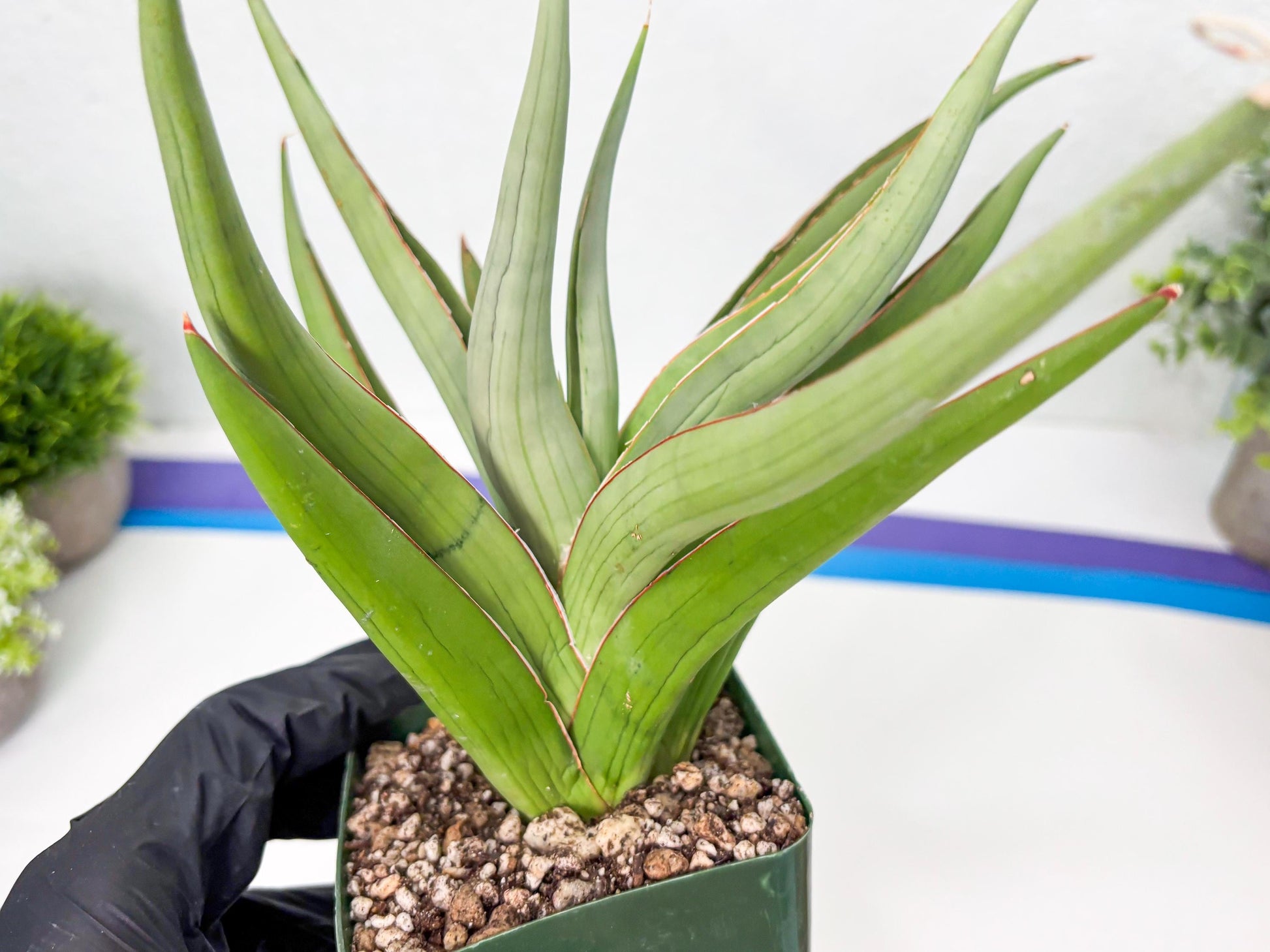 Sansevieria Baibid (Y) | Imported Sansevieria