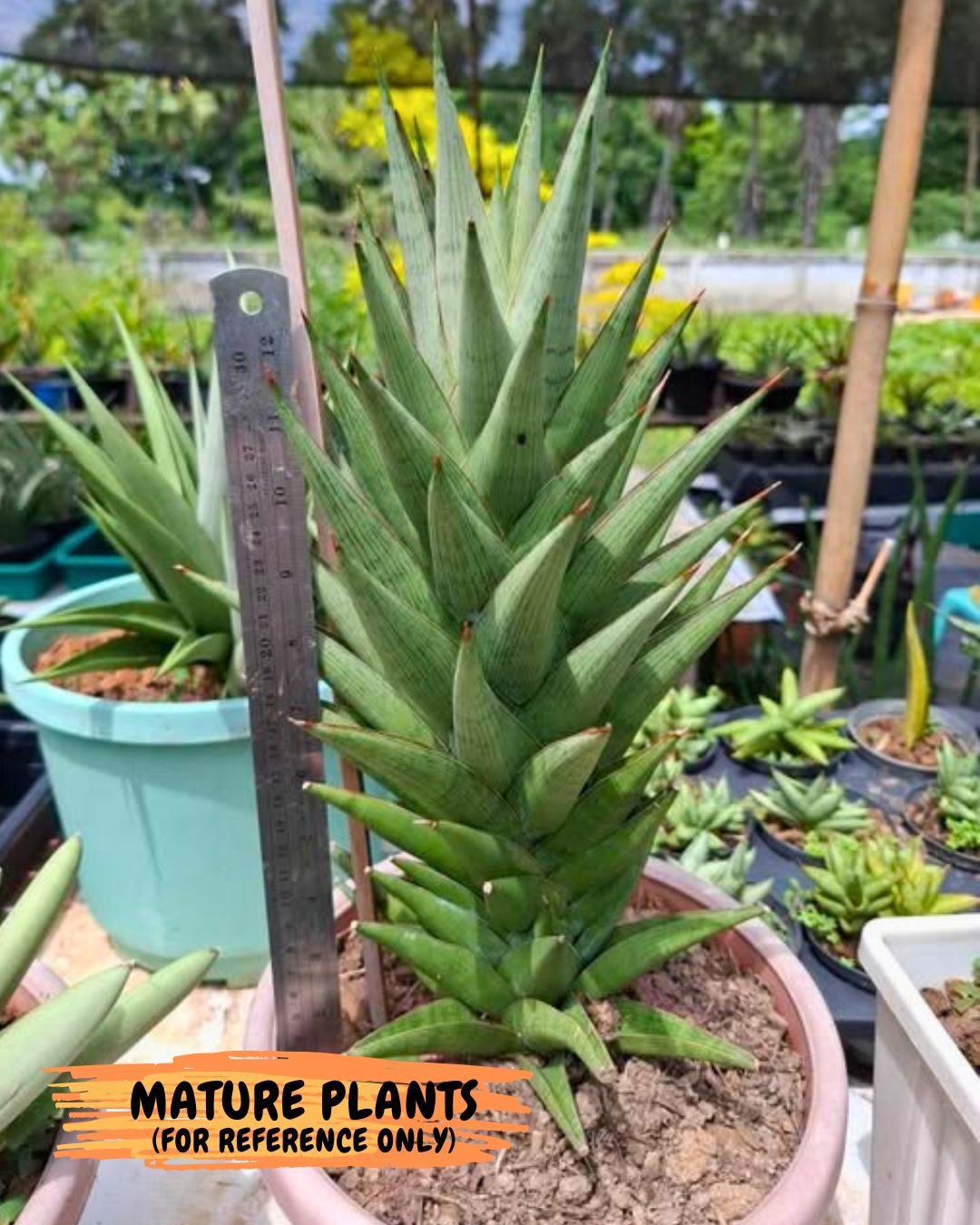 Sansevieria Rock Man (XL1) (p) | Rare Hybrids