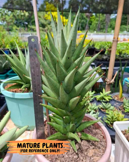 Sansevieria Rock Man (XL1) (p) | Rare Hybrids