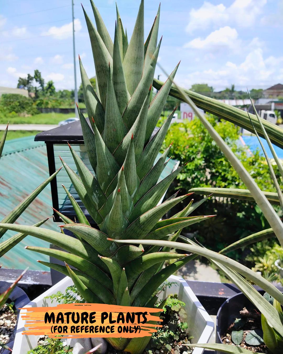 Sansevieria Rock Man (XL1) (p) | Rare Hybrids
