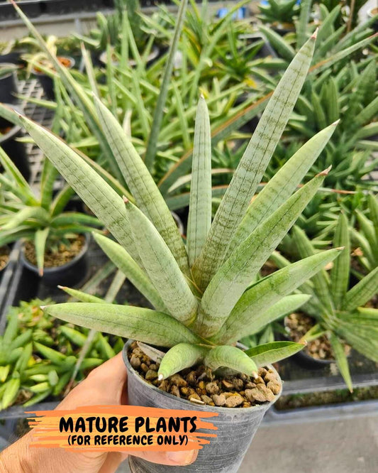 Sansevieria Snow Boy (p) | Choose Your Own Rare Plant