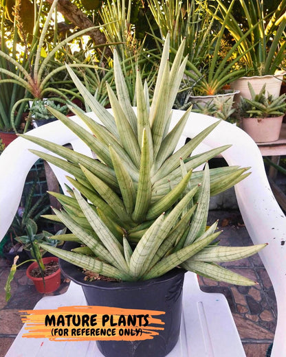 Sansevieria Silver Crown (XL1) (g) | Rare Snakeplant