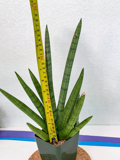 Sansevieria Silver Crown (XL1) (g) | Rare Snakeplant