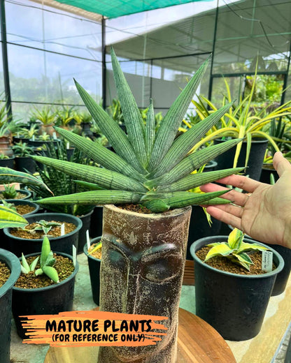 Sansevieria Rookie (p) | Rare hybrid