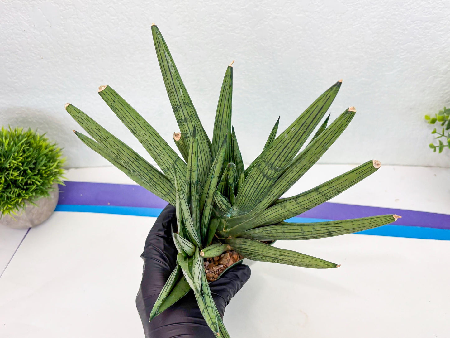 Sansevieria Rookie (p) | Rare hybrid
