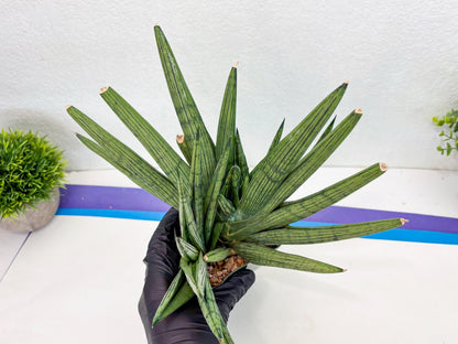 Sansevieria Rookie (p) | Rare hybrid