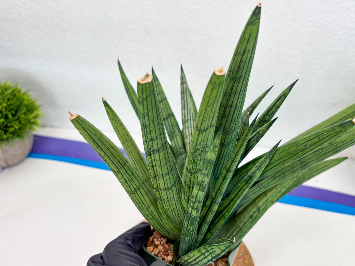 Sansevieria Rookie (p) | Rare hybrid