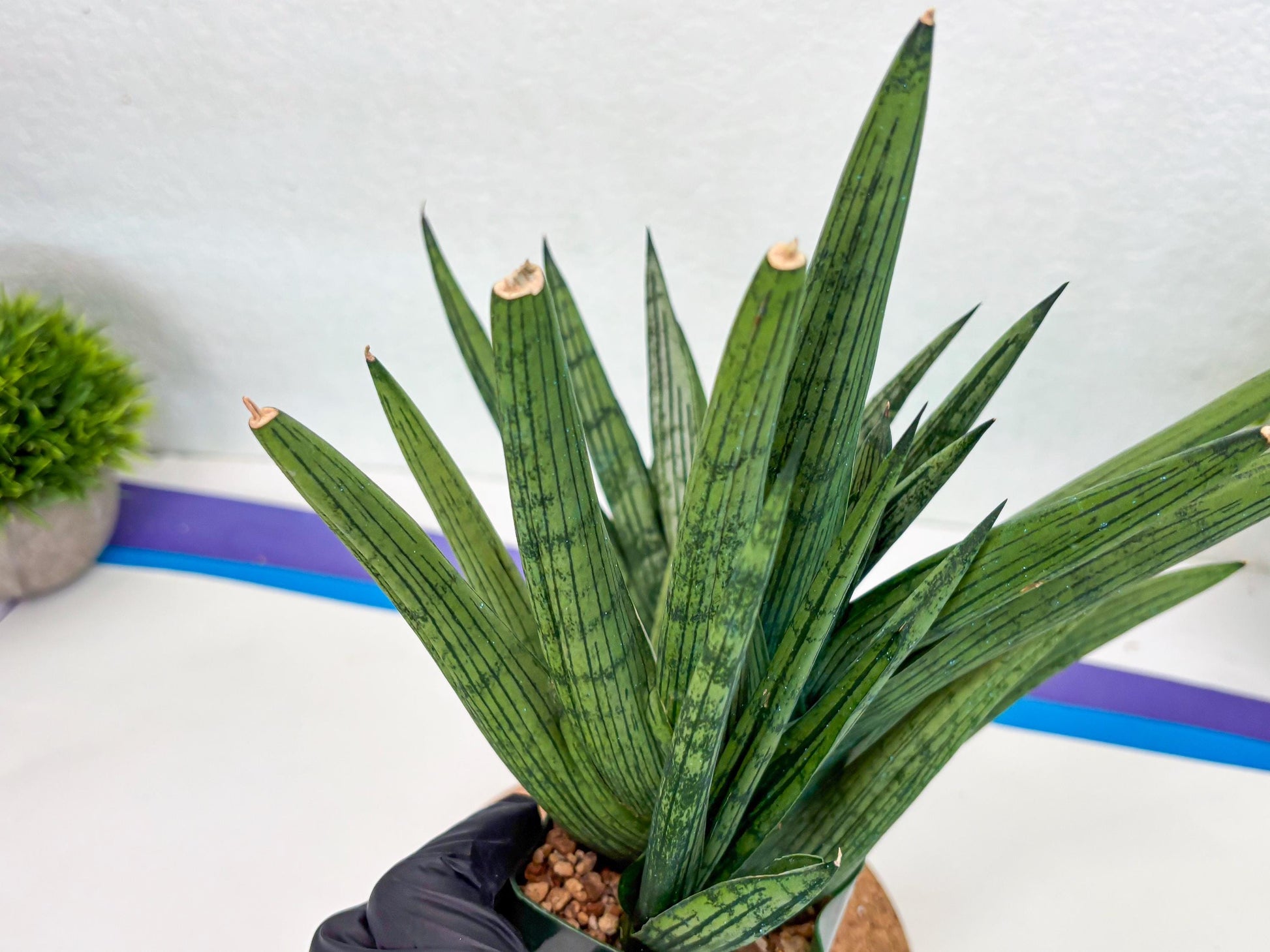 Sansevieria Rookie (p) | Rare hybrid