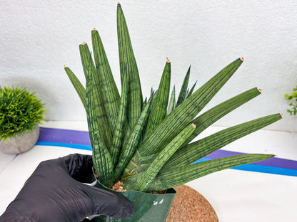 Sansevieria Rookie (p) | Rare hybrid