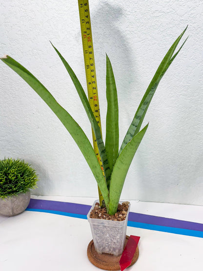 Sansevieria Kamakiri (r) | New Imported Hybrids