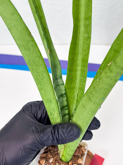 Sansevieria Kamakiri (r) | New Imported Hybrids