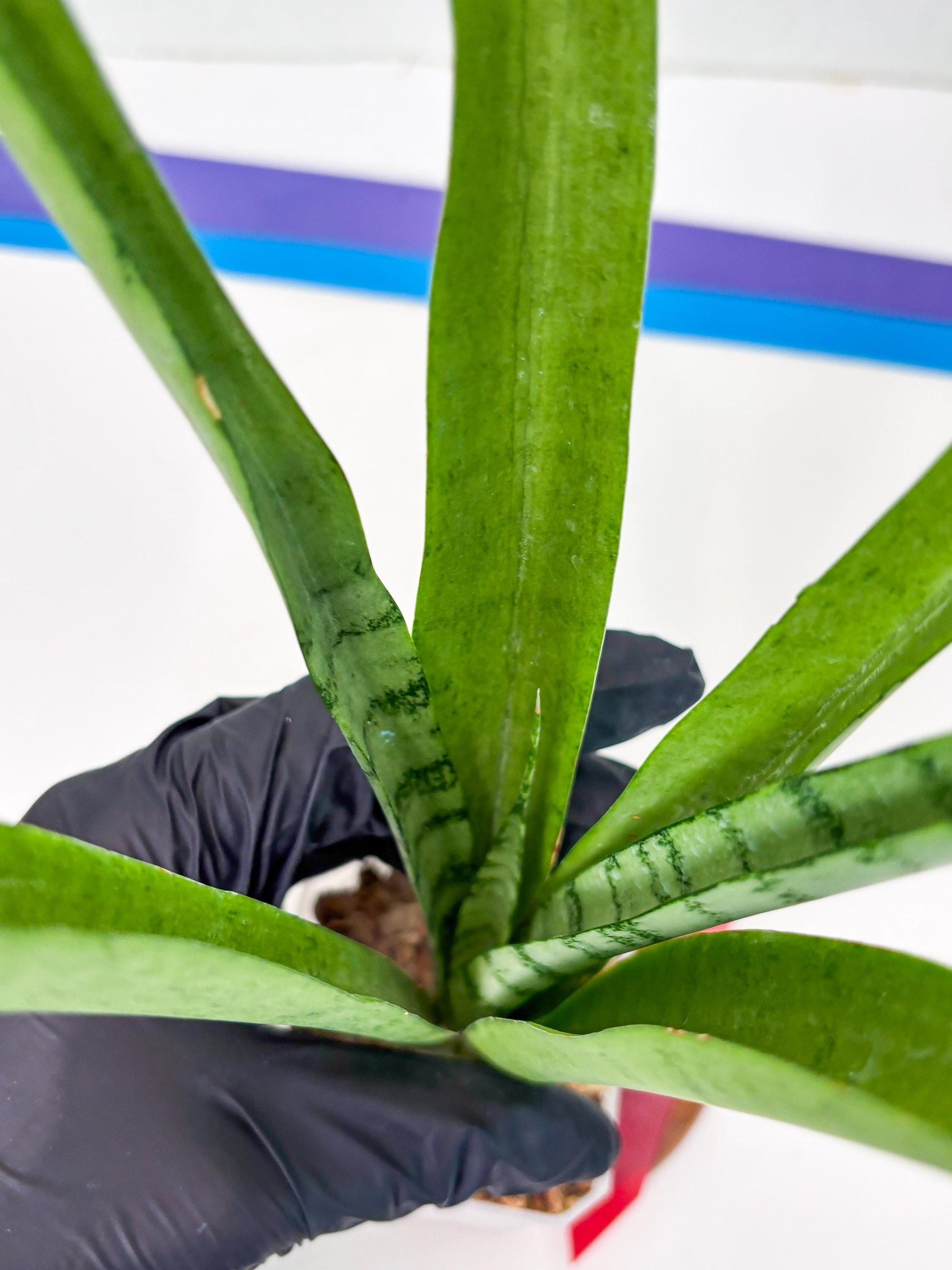 Sansevieria Kamakiri (r) | New Imported Hybrids