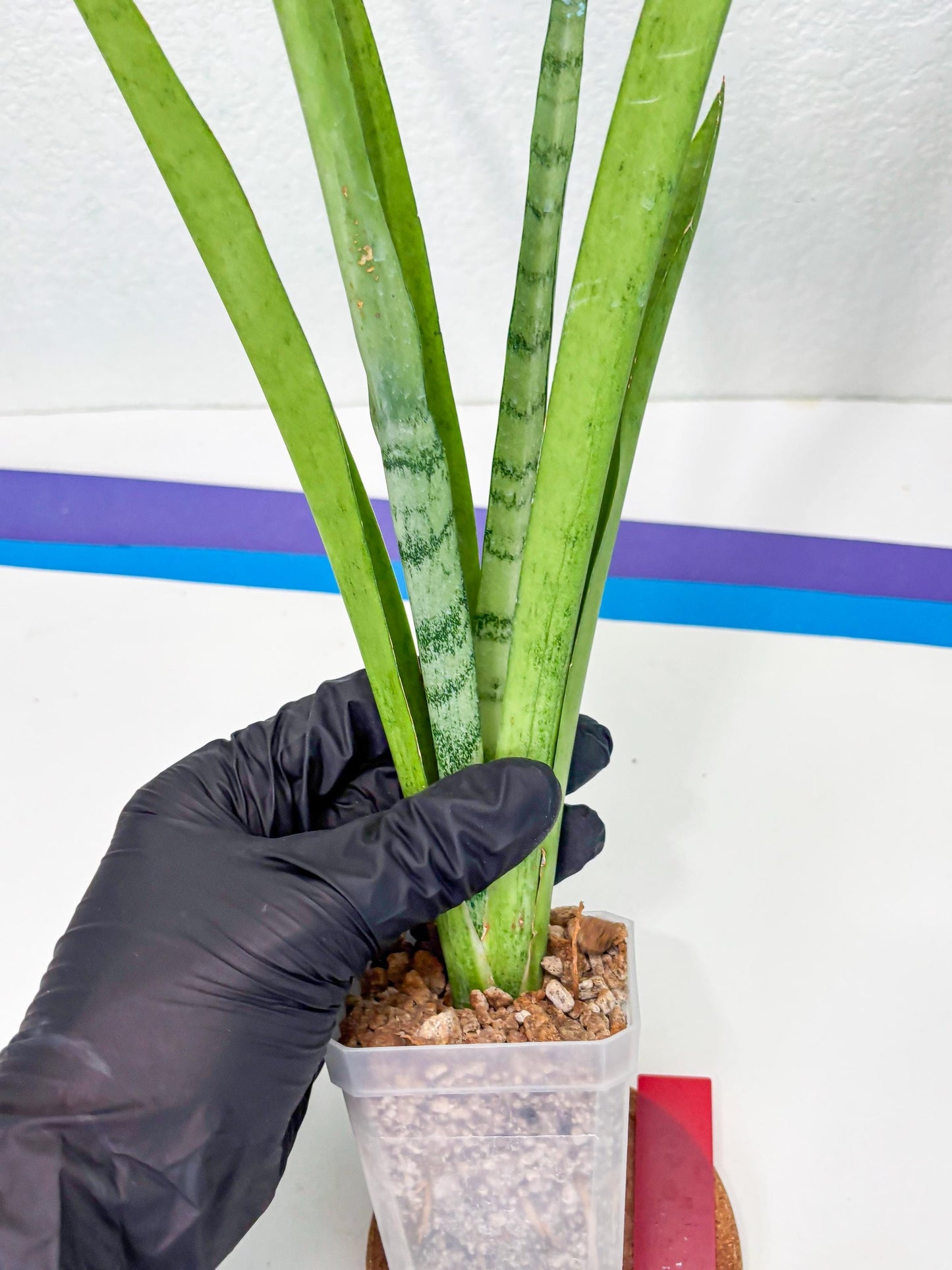 Sansevieria Kamakiri (r) | New Imported Hybrids