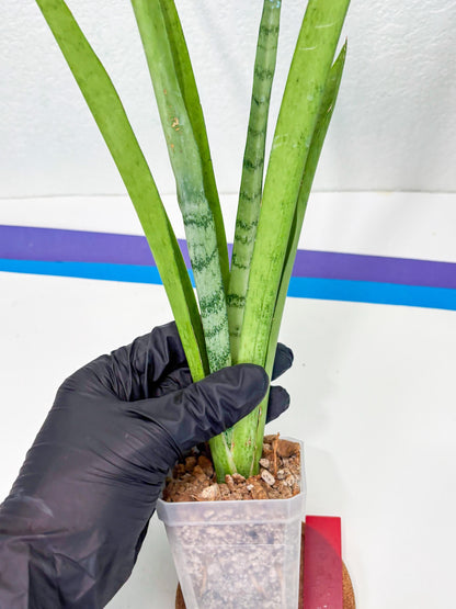 Sansevieria Kamakiri (r) | New Imported Hybrids