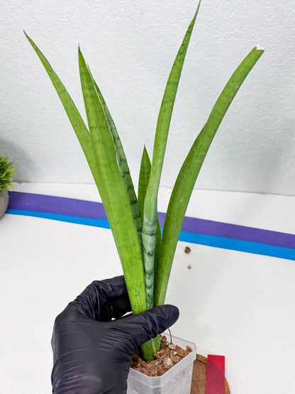 Sansevieria Kamakiri (r) | New Imported Hybrids