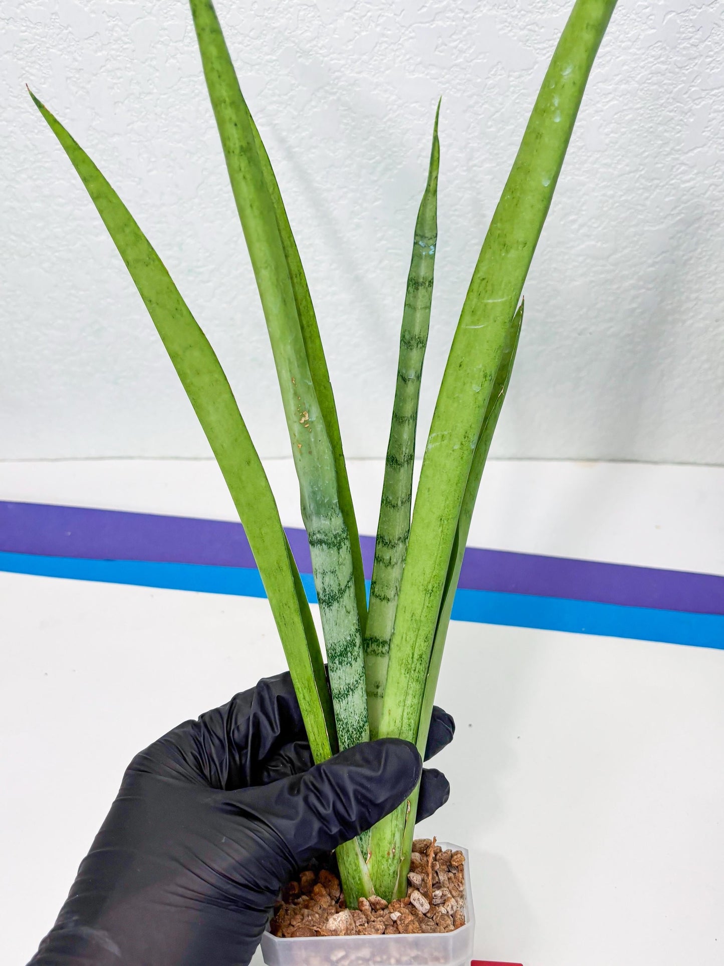 Sansevieria Kamakiri (r) | New Imported Hybrids