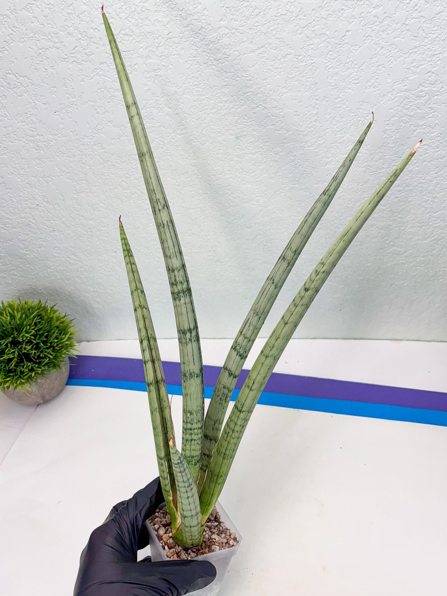 Sansevieria Licht (ob) (1) | New Imported Hybrids