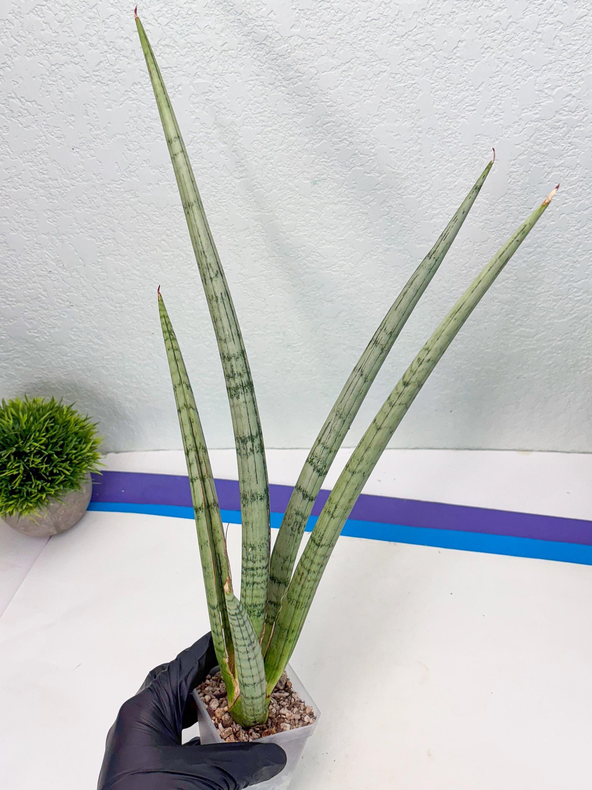 Sansevieria Licht (ob) (1) | New Imported Hybrids