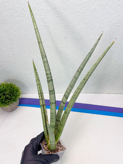 Sansevieria Licht (ob) (1) | New Imported Hybrids