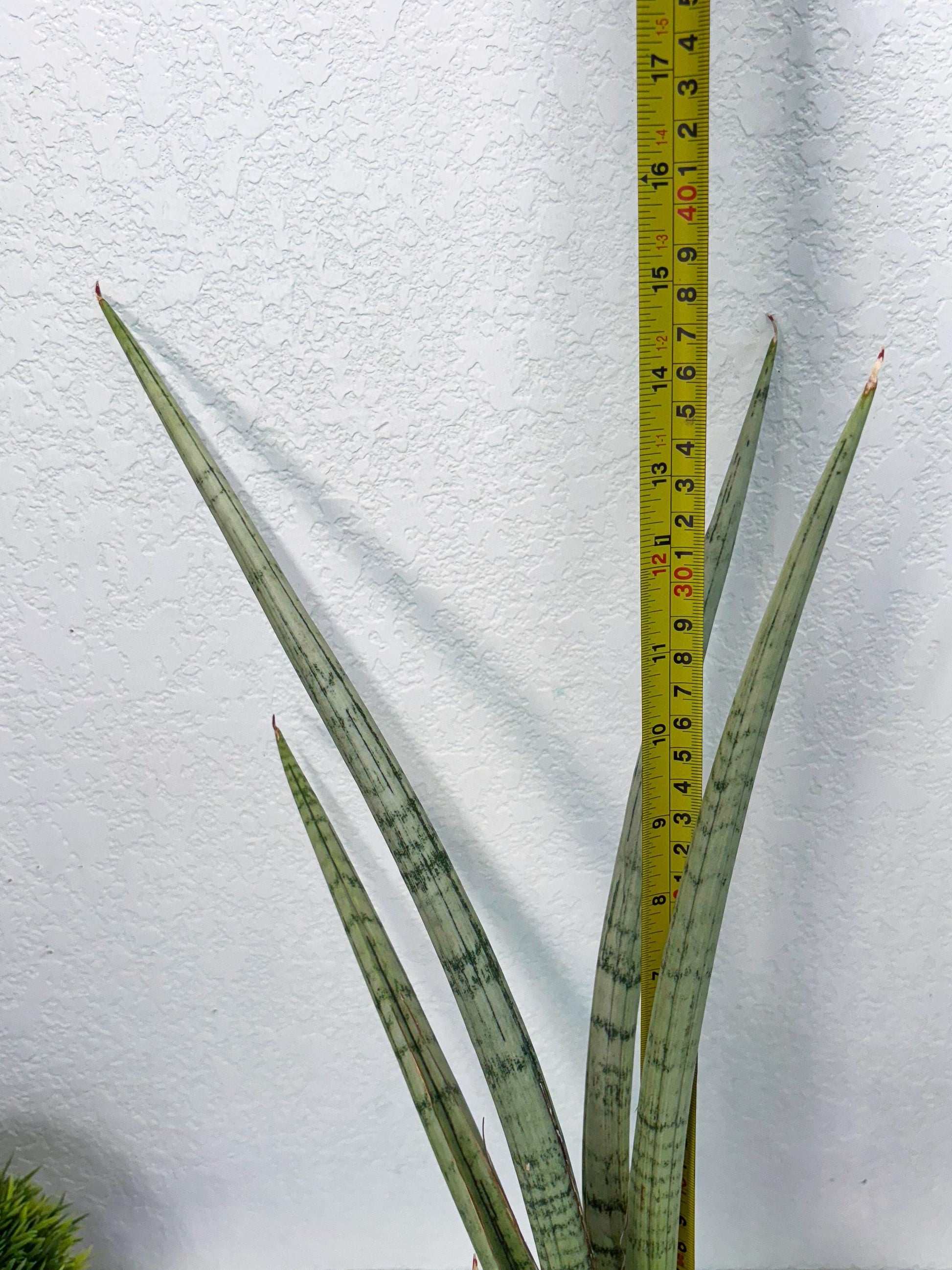 Sansevieria Licht (ob) (1) | New Imported Hybrids
