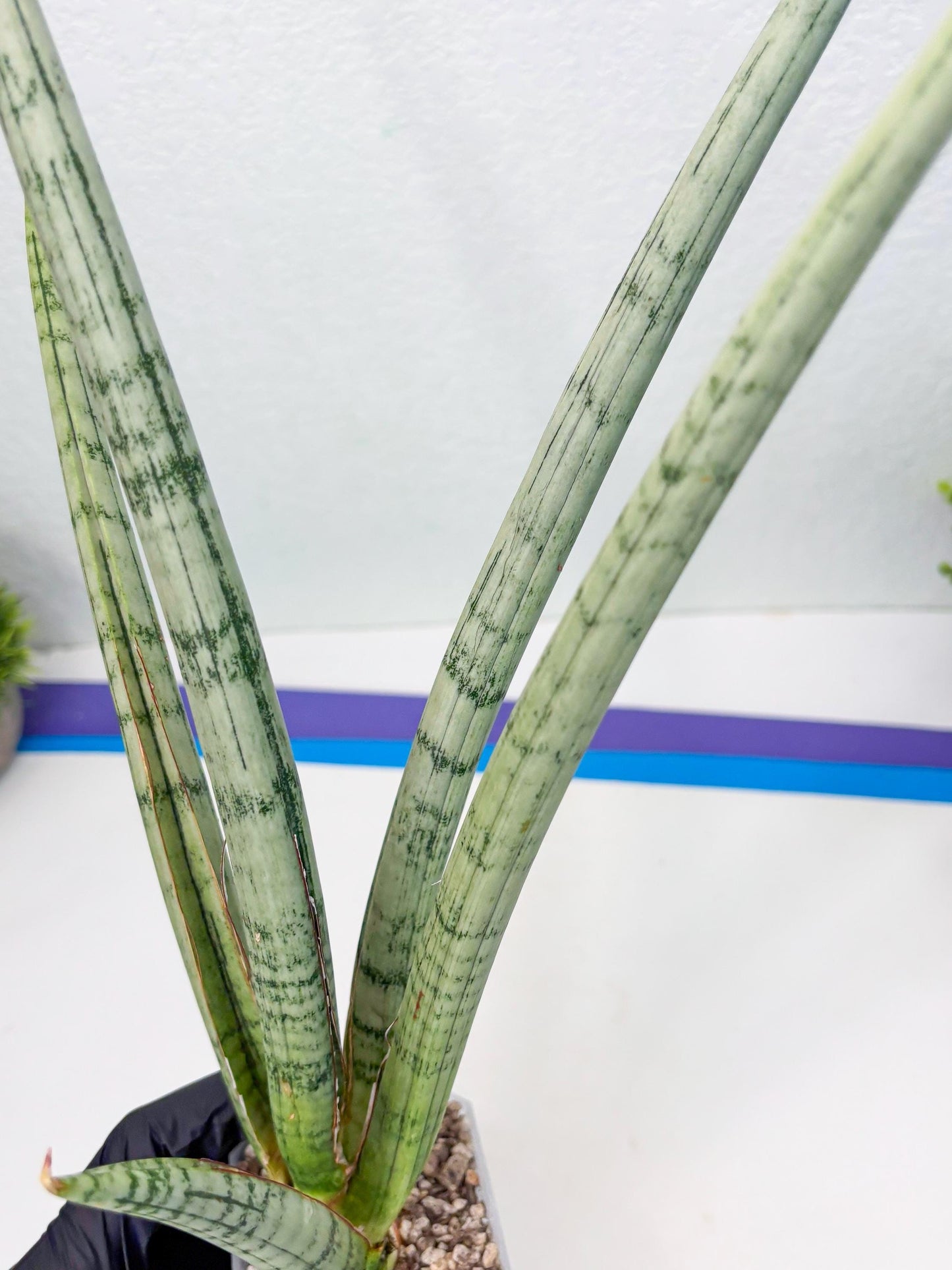 Sansevieria Licht (ob) (1) | New Imported Hybrids