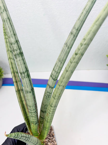 Sansevieria Licht (ob) (1) | New Imported Hybrids
