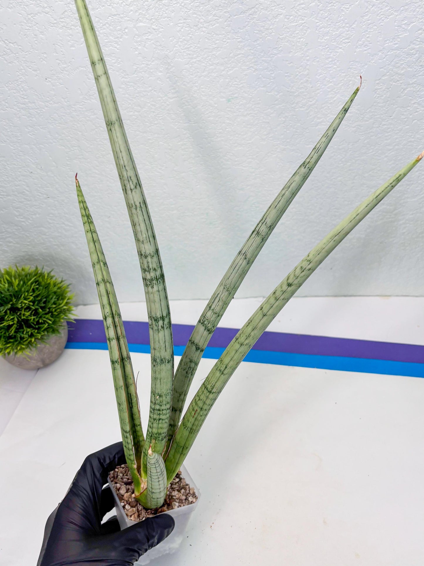 Sansevieria Licht (ob) (1) | New Imported Hybrids
