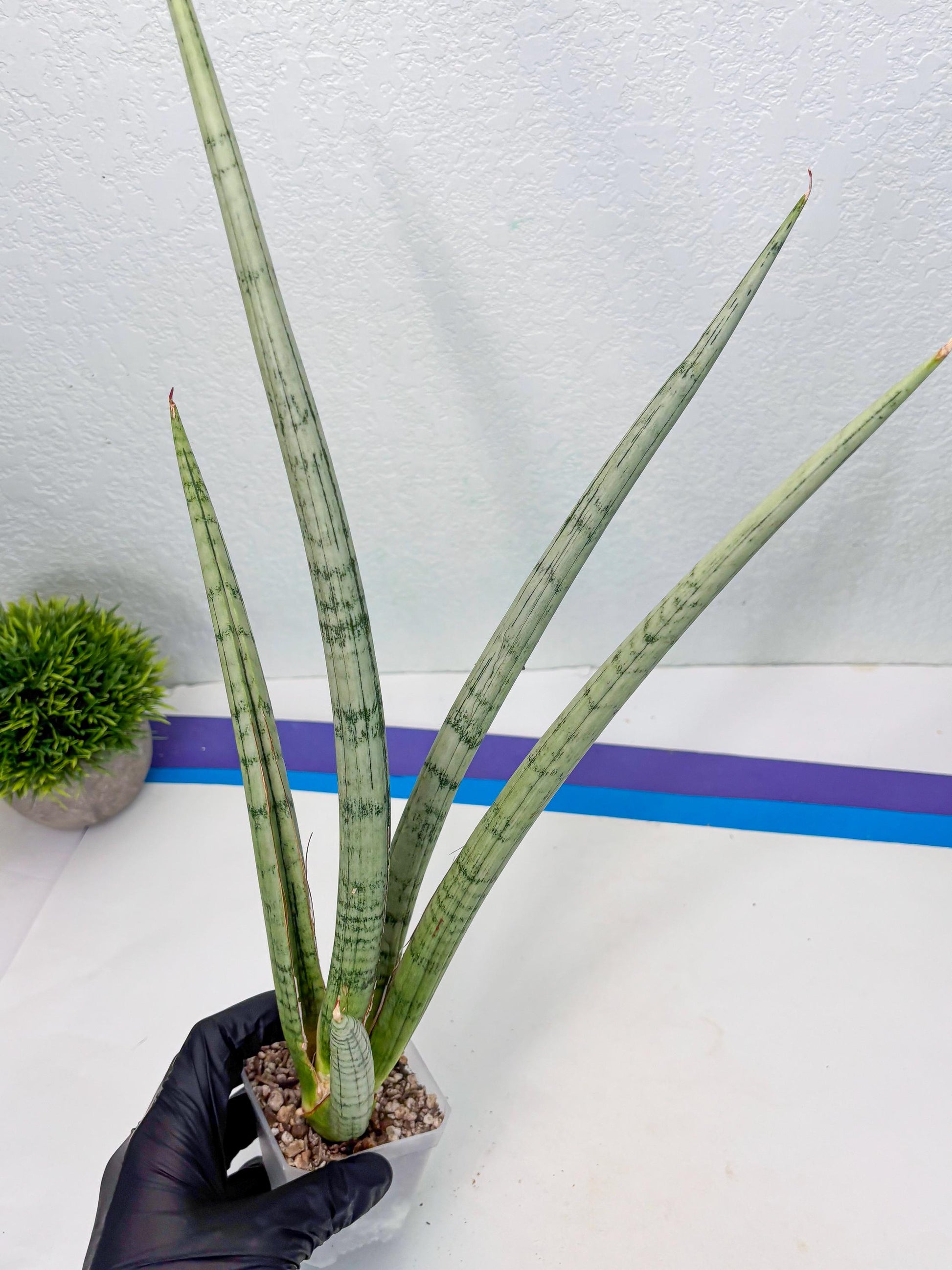 Sansevieria Licht (ob) (1) | New Imported Hybrids