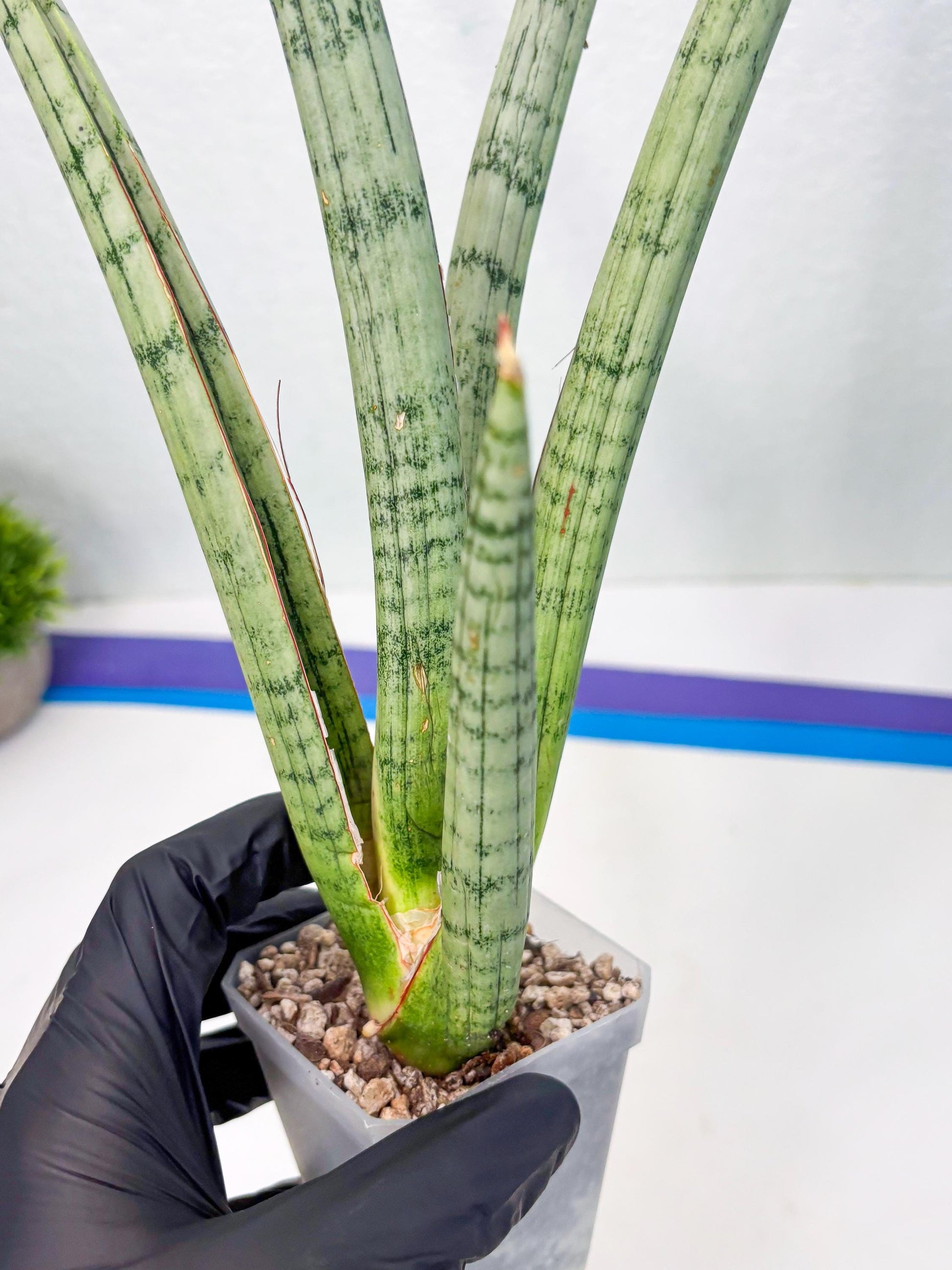 Sansevieria Licht (ob) (1) | New Imported Hybrids