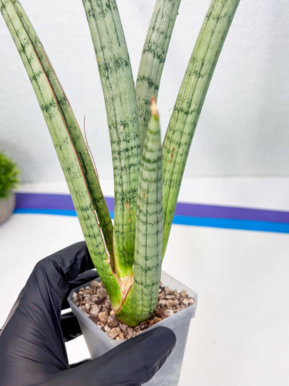 Sansevieria Licht (ob) (1) | New Imported Hybrids