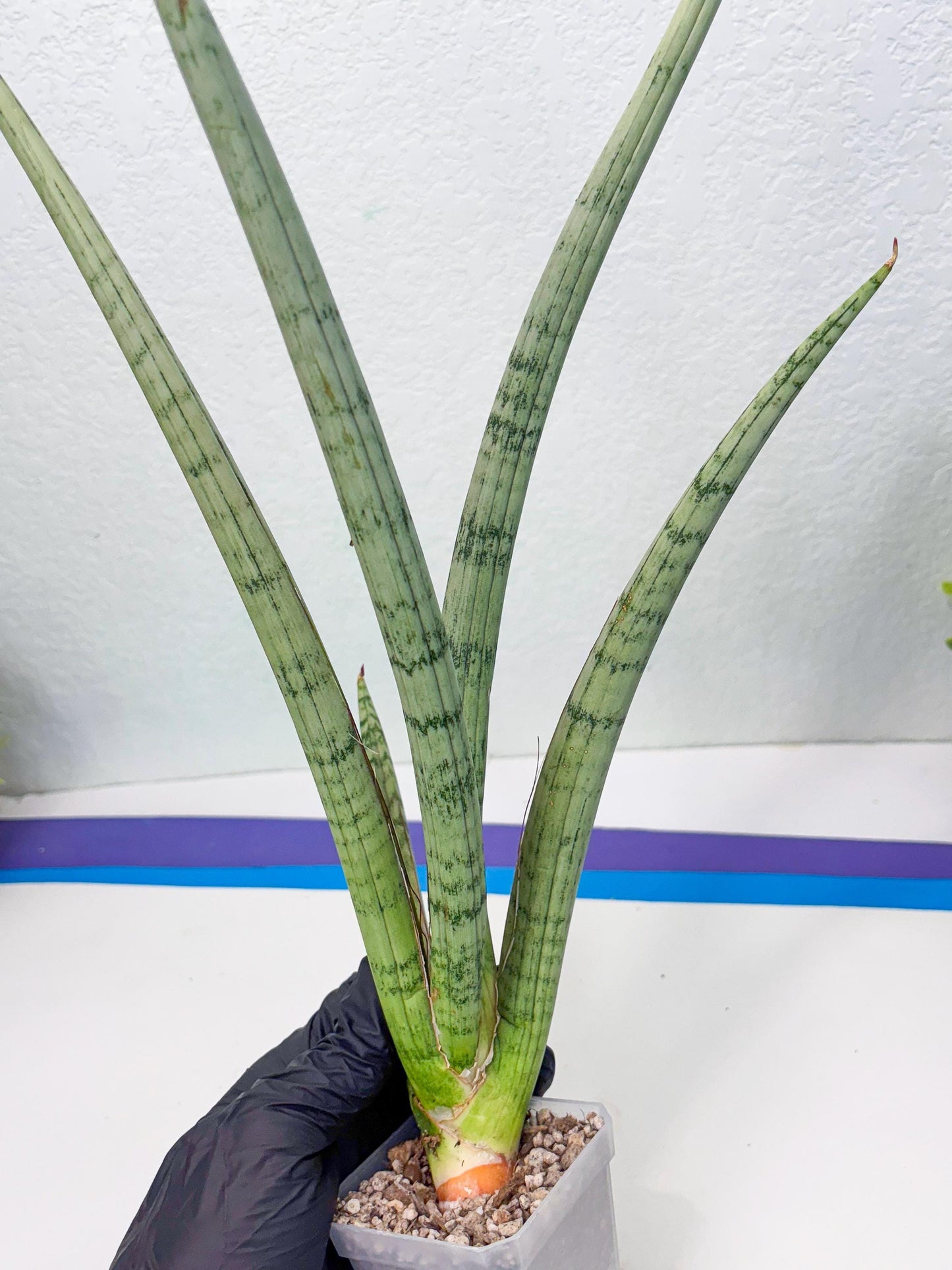 Sansevieria Licht (ob) (1) | New Imported Hybrids