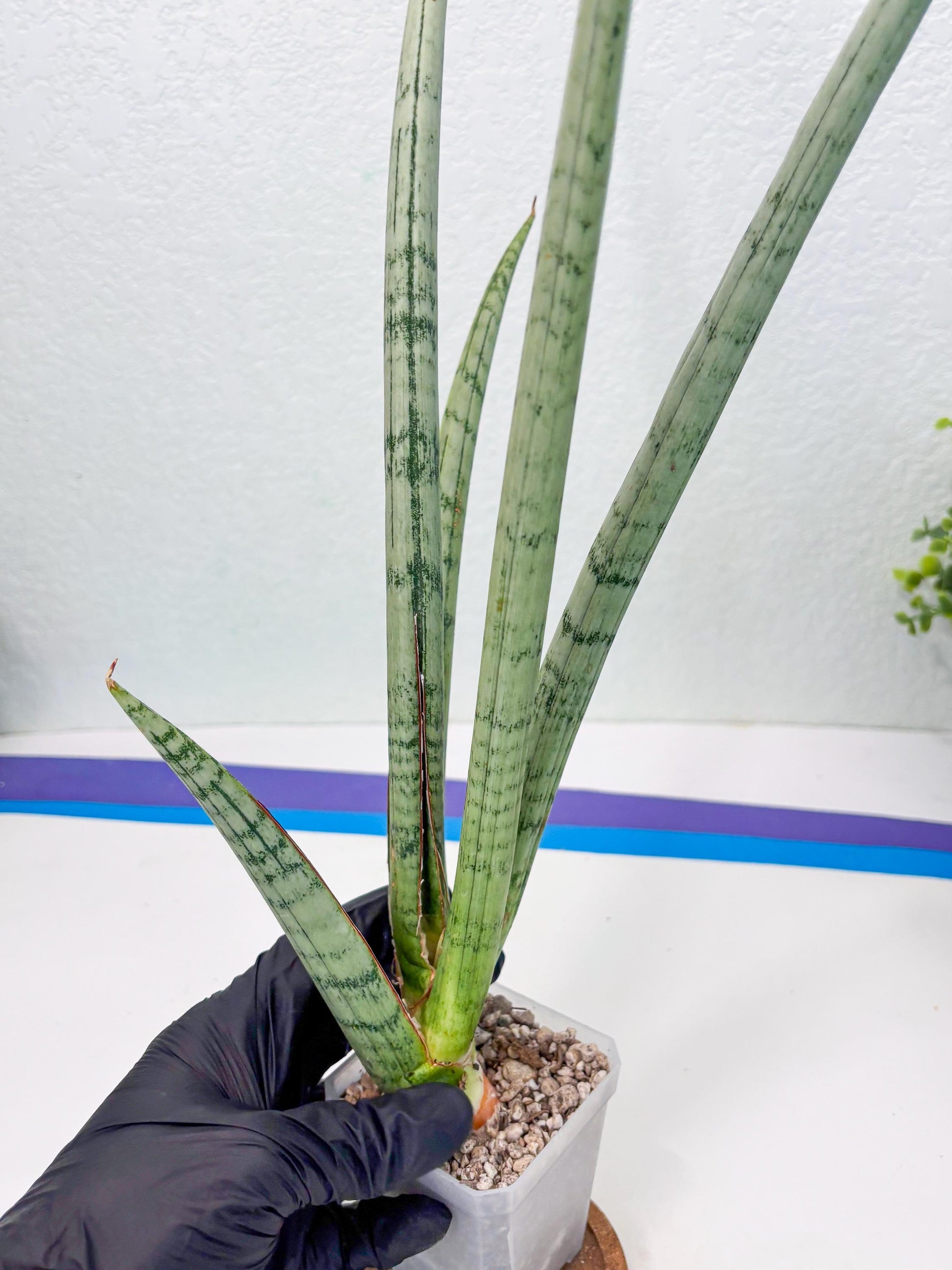 Sansevieria Licht (ob) (1) | New Imported Hybrids
