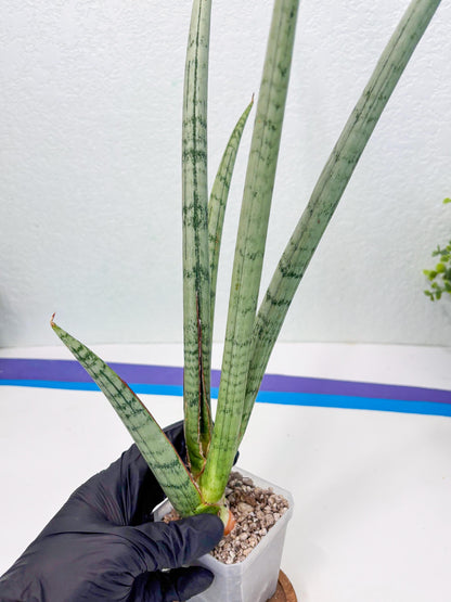 Sansevieria Licht (ob) (1) | New Imported Hybrids