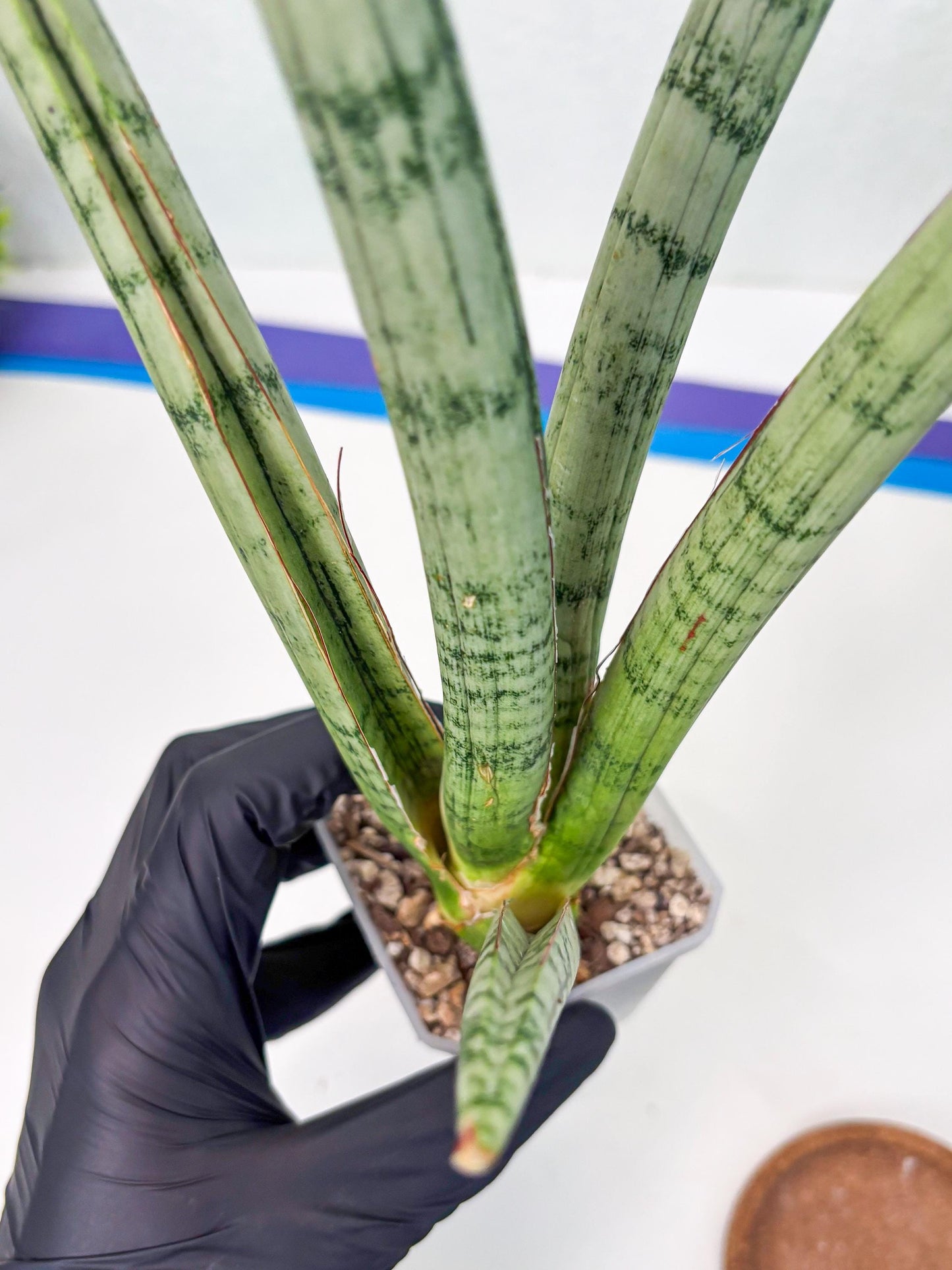 Sansevieria Licht (ob) (1) | New Imported Hybrids