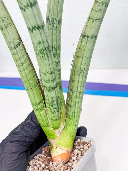 Sansevieria Licht (ob) (1) | New Imported Hybrids